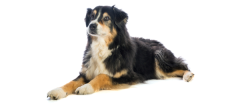 English Shepherd Dog Breed Info | Petfinder