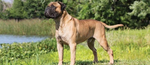 Bullmastiff Dog Breed Info | Petfinder