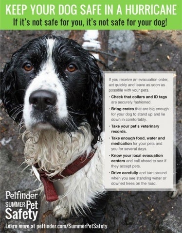 Hurricane Safety Tips For Dogs | Petfinder